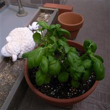 バジルの苗を植えてみた！