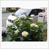 今年も紫陽花の季節に！
