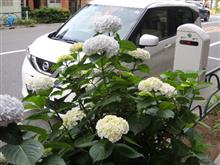 今年も紫陽花の季節に！