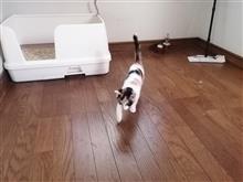我が家にヌコが来た