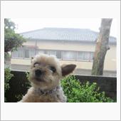 大雨につきお散歩は中止☔