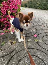 おはようございます🐶