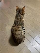 今日で最後