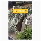 ミツバチの大群(分蜂)が…� ...