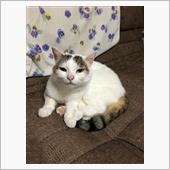 今日のまゆげ😺意地でも動か ...