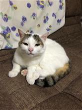今日のまゆげ😺意地でも動かない💦