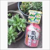 アースガーデン 花いとし
