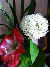 白い紫陽花いただきました(*^^*)6/1 白い紫陽花いただきました(*^^*)6/1