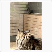 みーちゃんが小鳥を凝視