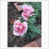 世にもたぐいまれなる香り…芳純