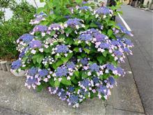 紫陽花ドロボー!?
