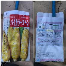 今日も畑活しました。