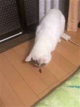 今日のまゆげ😺ゴキブリ退治🪳