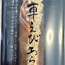 サマーカット🐶