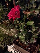🌹夜薔薇🌹