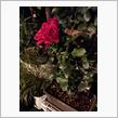 🌹夜薔薇🌹