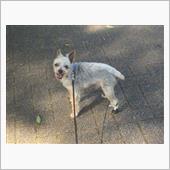 🐶サングラスが必要です😎