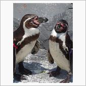ペンギン