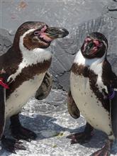ペンギン