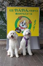 松阪わんわんパラダイスホテルへ行ってきました(*^^*)