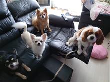 ワタワタ休日