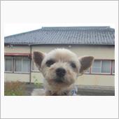 お散歩中止を中止しました🐶