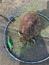 イカ釣りにハマり