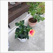 ハイビスカス🌺を購入しました