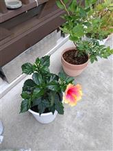 ハイビスカス🌺を購入しました