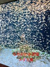 なかがわ水遊園メダカ展