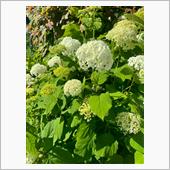 紫陽花からのペチュニア