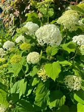 紫陽花からのペチュニア 紫陽花からのペチュニア