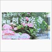 防府市　阿弥陀寺　アジサイを ...