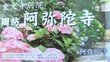 防府市　阿弥陀寺　アジサイを愛でる。
