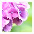 紫陽花