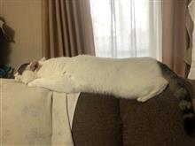 今日のまゆげ😺脱走したら疲れたニャ〜