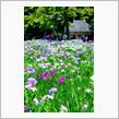 東京散歩/小石川後楽園の花しょうぶ