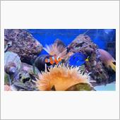 プライベート水族館🐠に、新 ...