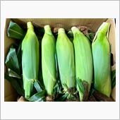 季節の頂き物🌽