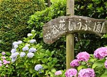 染谷花しょうぶ園