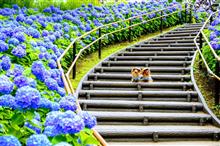 東京・お台場シンボルプロムナード公園の紫陽花