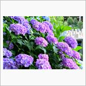 紫陽花撮影
