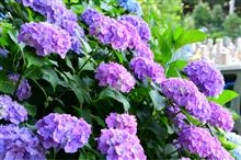 紫陽花撮影