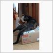 それは猫ベッドではないのだよ。
