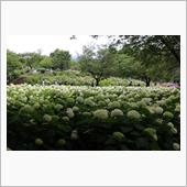 相模原北公園に行ってみました。
