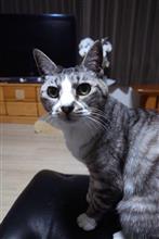 飛鳥18歳になる