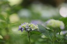 紫陽花リベンジ! 紫陽花リベンジ!