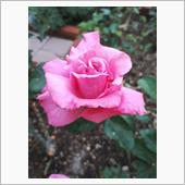 今年のマイブームは芳純！？
