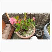 植物の強さよ。