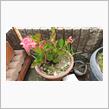 植物の強さよ。
